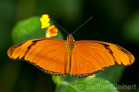 075 Julia-Falter - Dryas julia